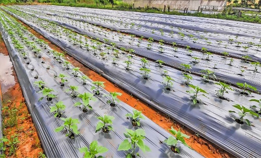 Garden, Agriculture & Outdoor